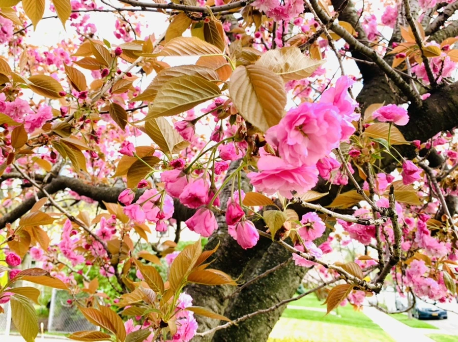 IMG_4343.jpg?type=w966