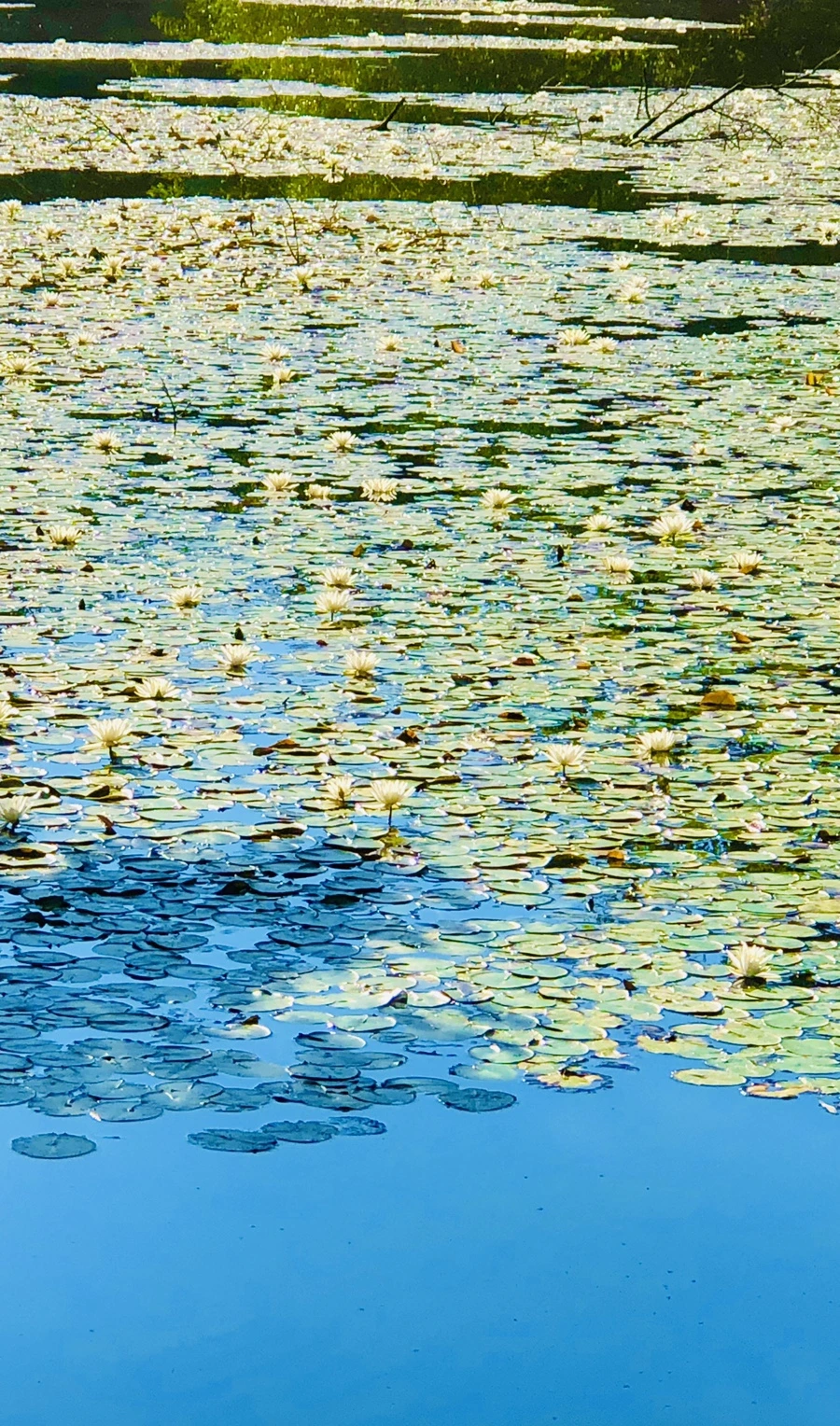 IMG_3984.jpg?type=w966