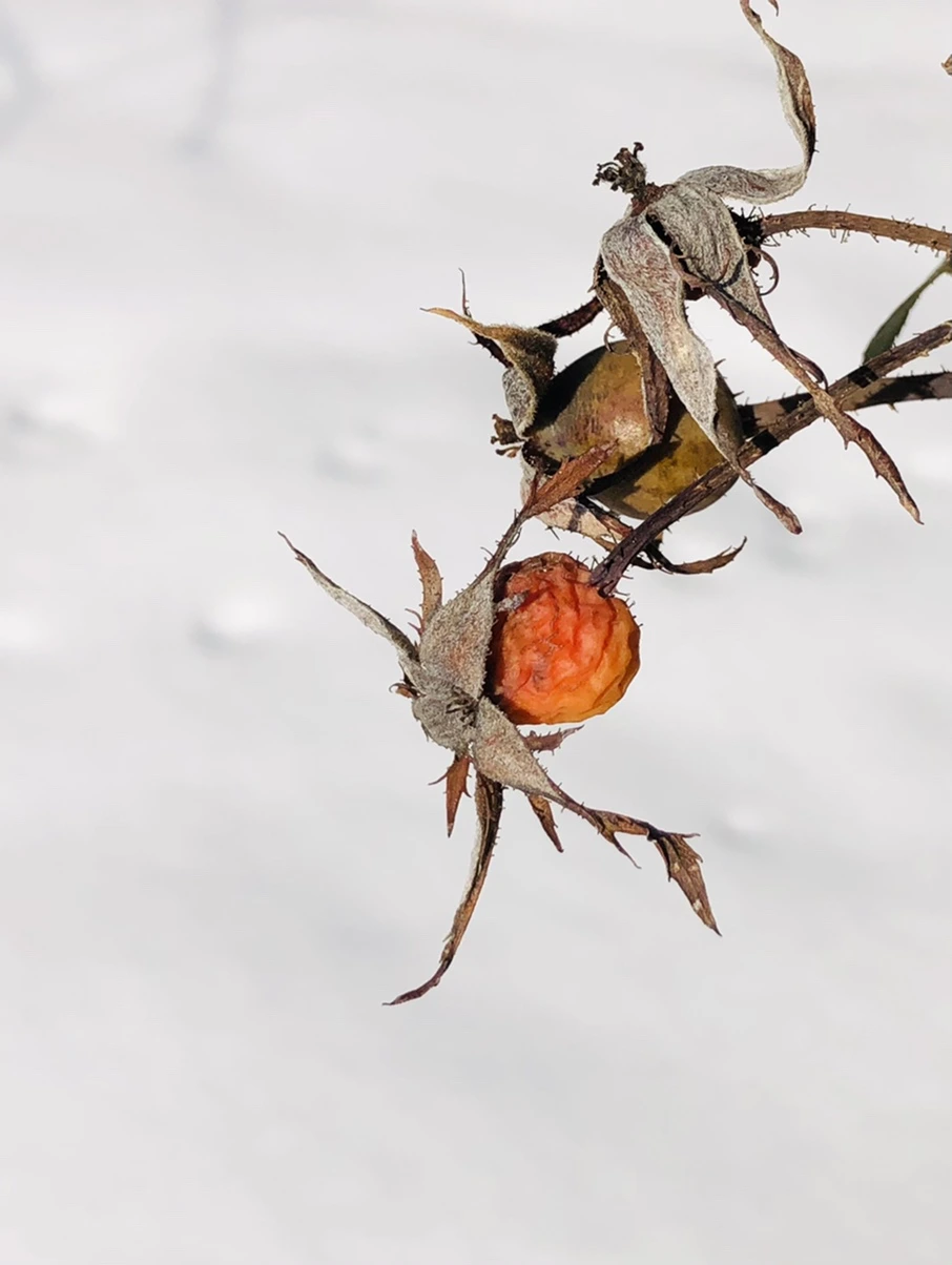 IMG_7752.jpg?type=w966