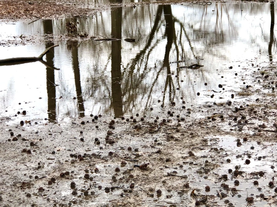 IMG_6544.jpg?type=w966