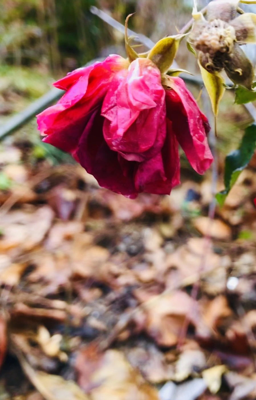 IMG_8104.jpg?type=w966