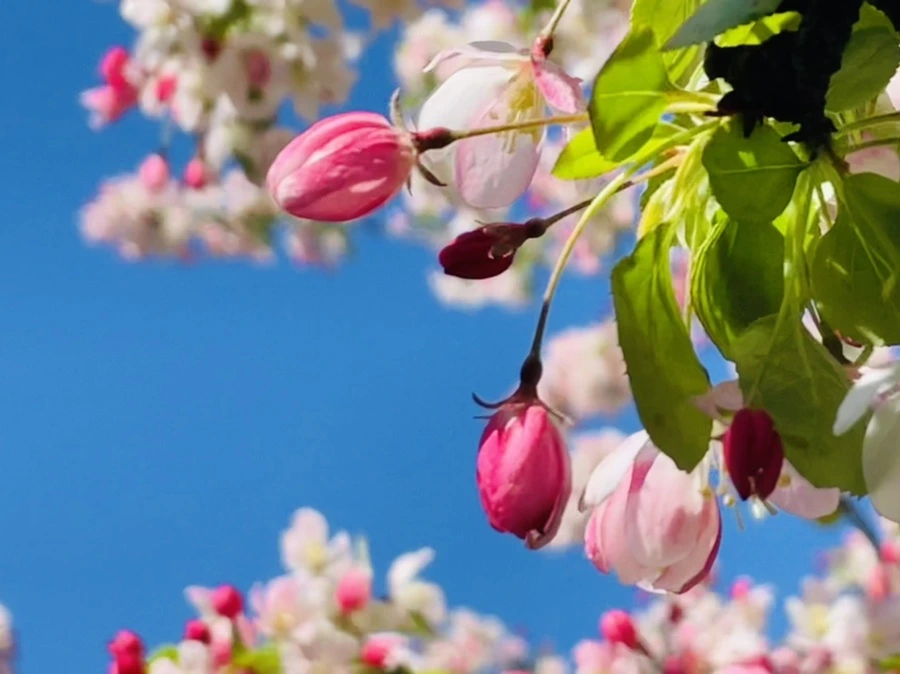 IMG_1529.jpg?type=w966