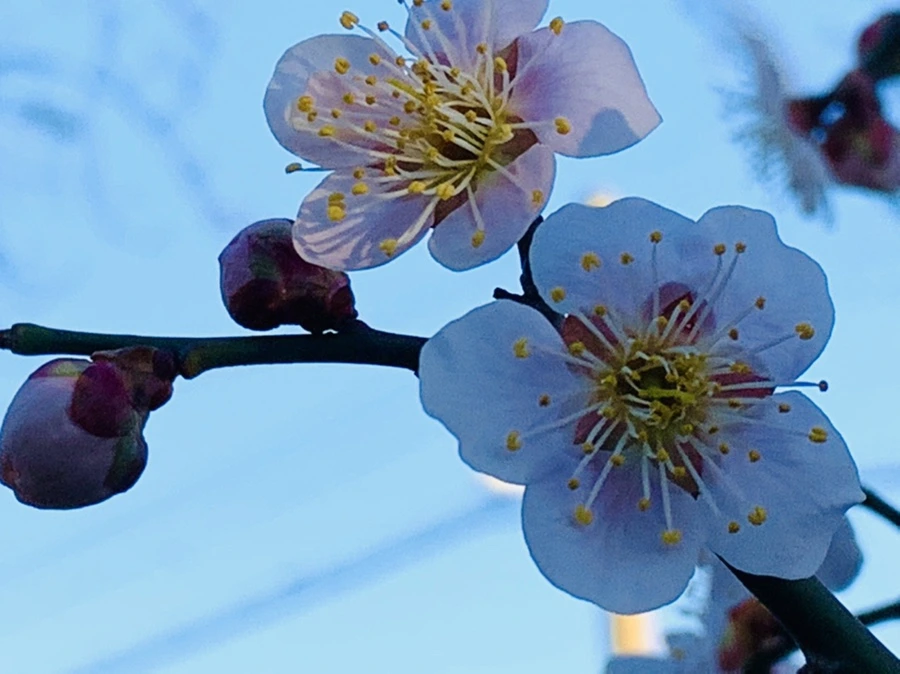 IMG_0843.jpg?type=w966