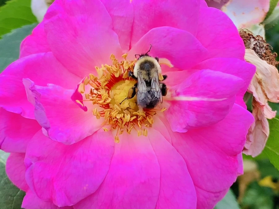 IMG_5025.jpg?type=w966