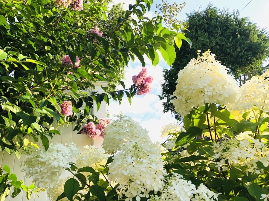 IMG_4693.jpg?type=w966