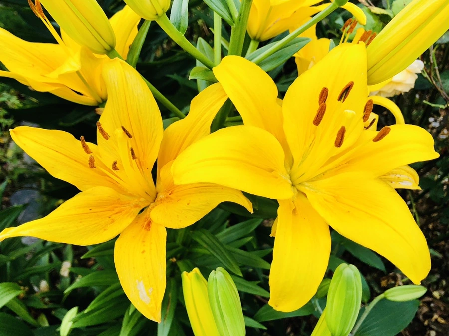 IMG_9771.jpg?type=w966