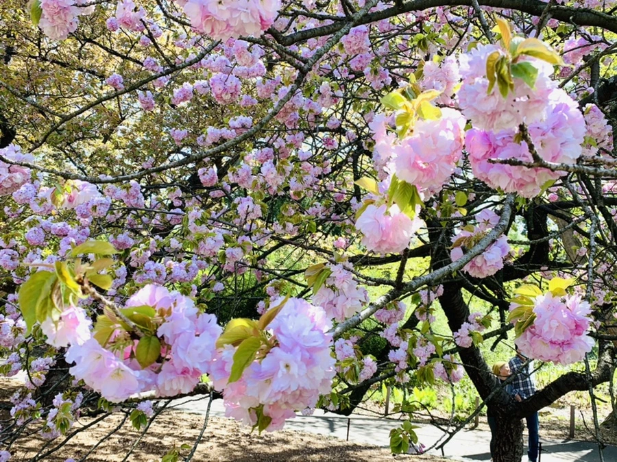 IMG_4633.jpg?type=w966