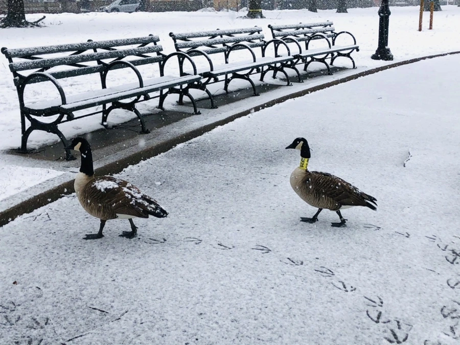 IMG_4151.jpg?type=w966