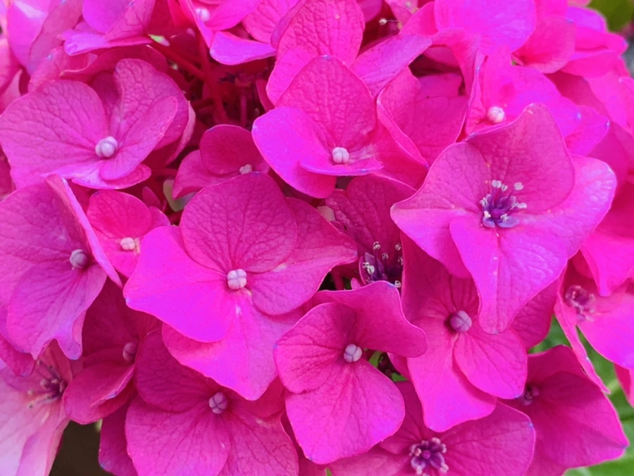 IMG_8306.jpg?type=w966