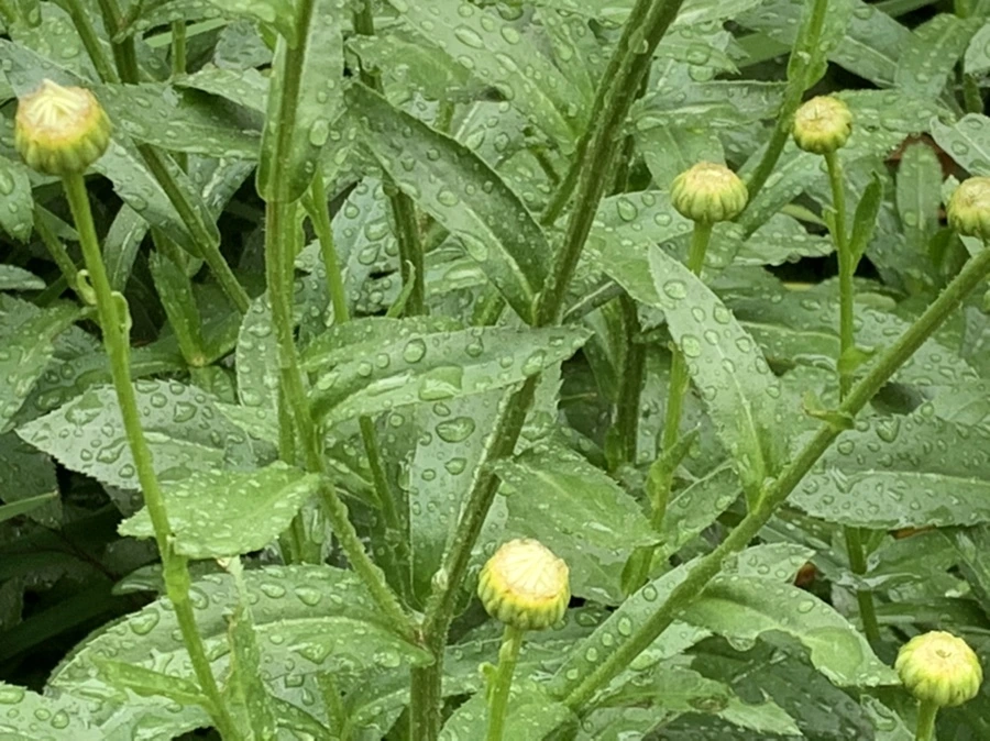 IMG_0200.jpg?type=w966