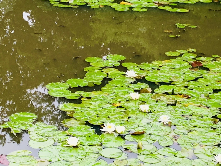 IMG_4616.jpg?type=w966