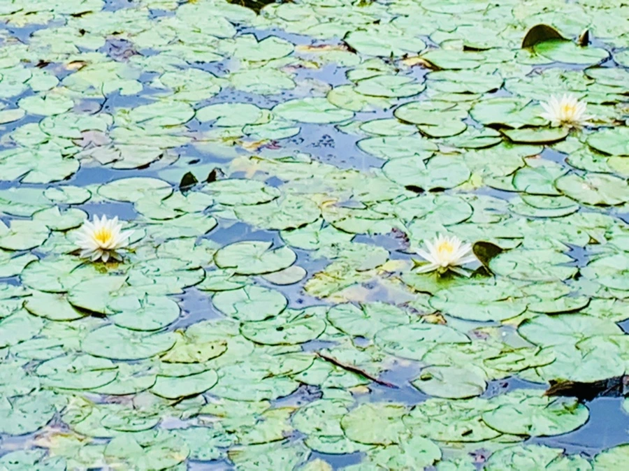 IMG_5237.jpg?type=w966