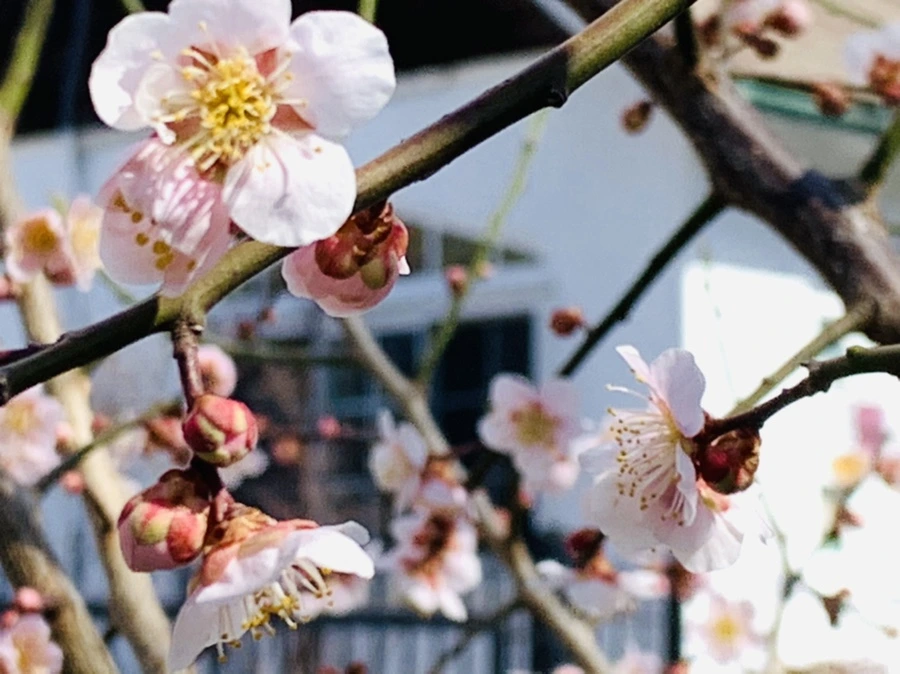 IMG_0996.jpg?type=w966