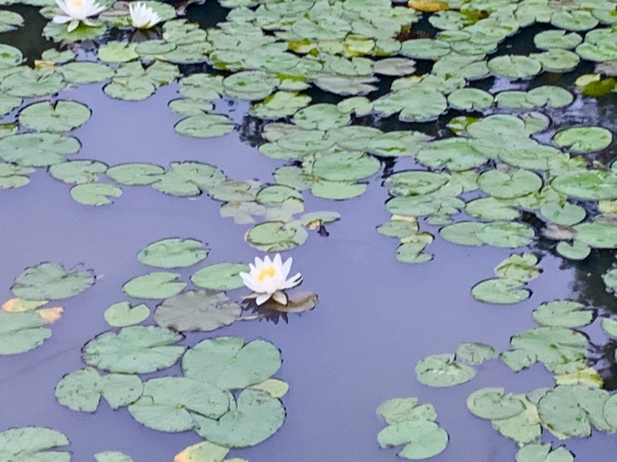 IMG_6910.jpg?type=w966