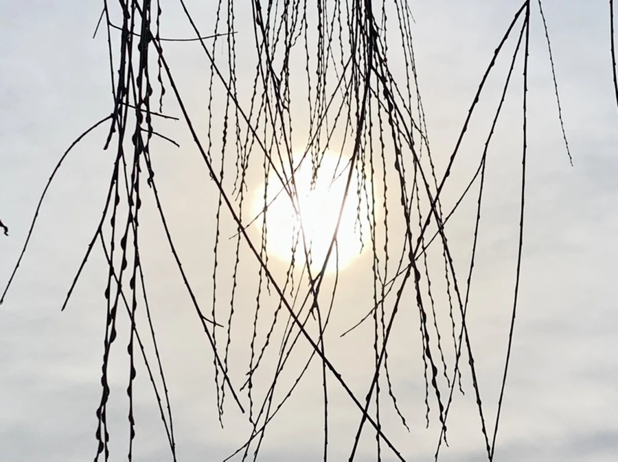 IMG_0290.jpg?type=w966