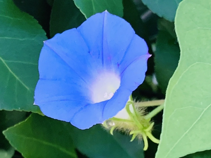 IMG_7039.jpg?type=w966