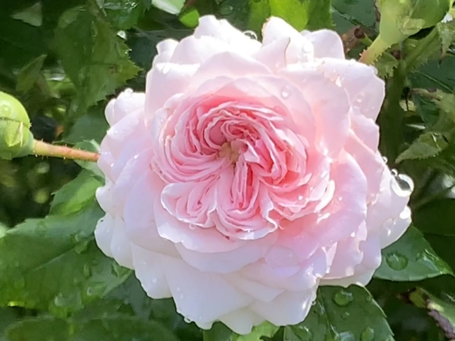 IMG_8497.jpg?type=w966