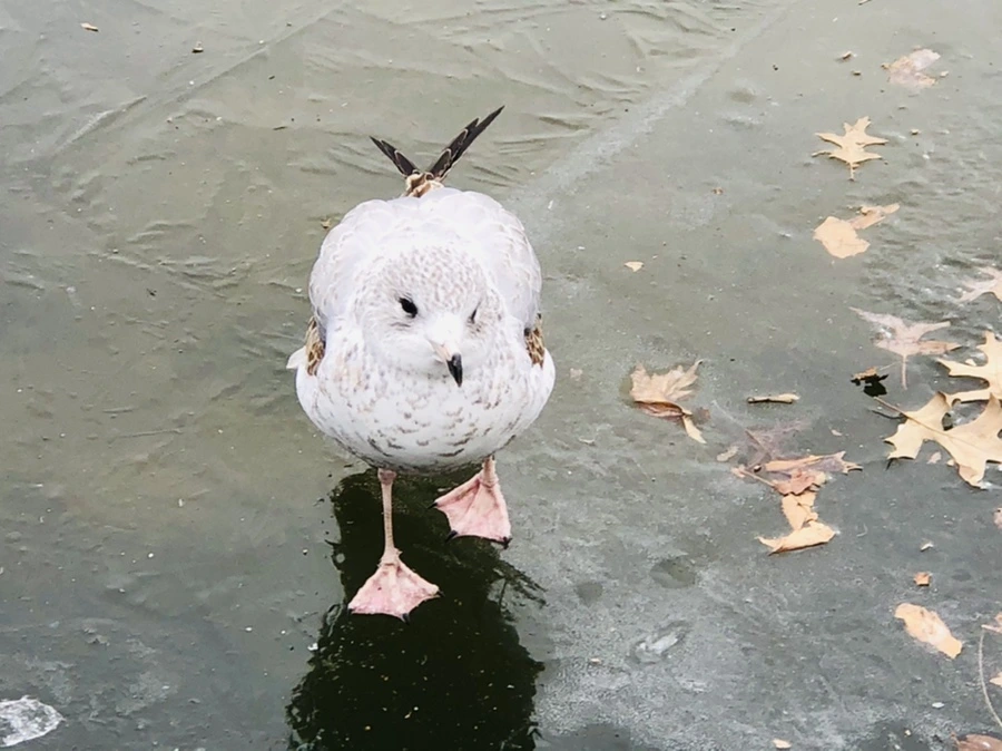 IMG_8635.jpg?type=w966