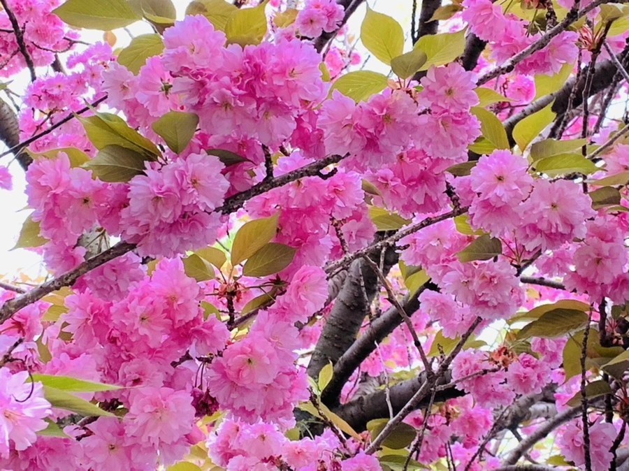 IMG_7351.jpg?type=w966