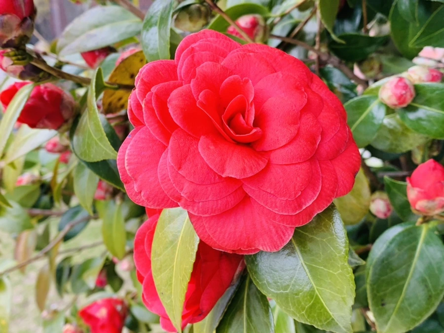 IMG_6800.jpg?type=w966