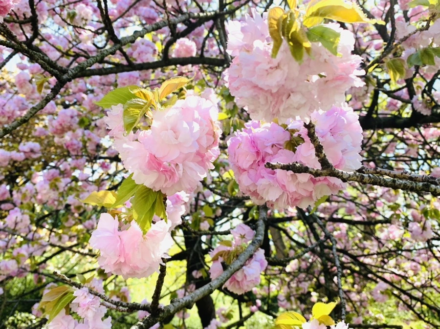 IMG_4641.jpg?type=w966