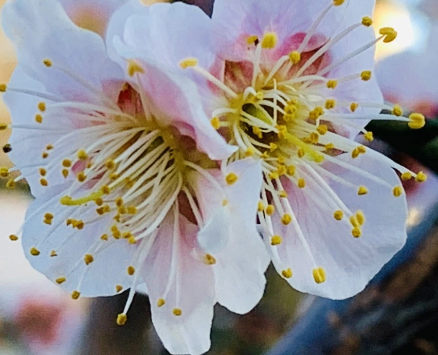 IMG_0806.jpg?type=w966