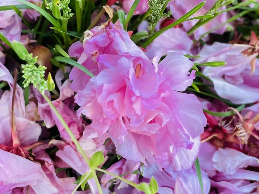 IMG_5901.jpg?type=w966