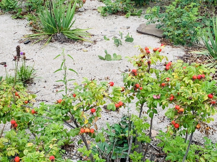 IMG_1136.jpg?type=w966