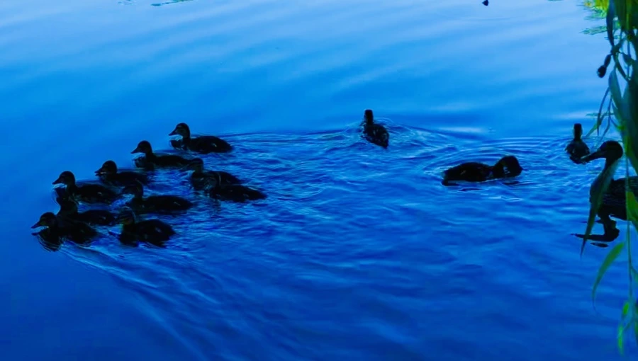 IMG_2725.jpg?type=w966