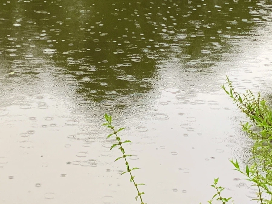 IMG_8308.jpg?type=w966