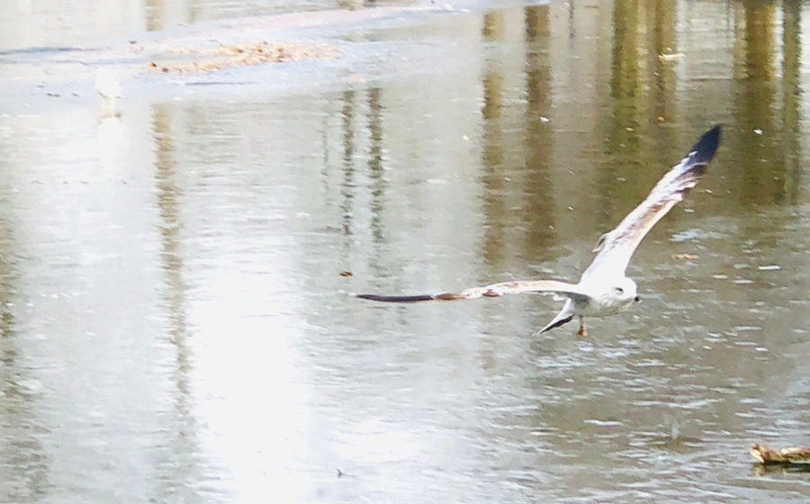 IMG_2123.jpg?type=w966