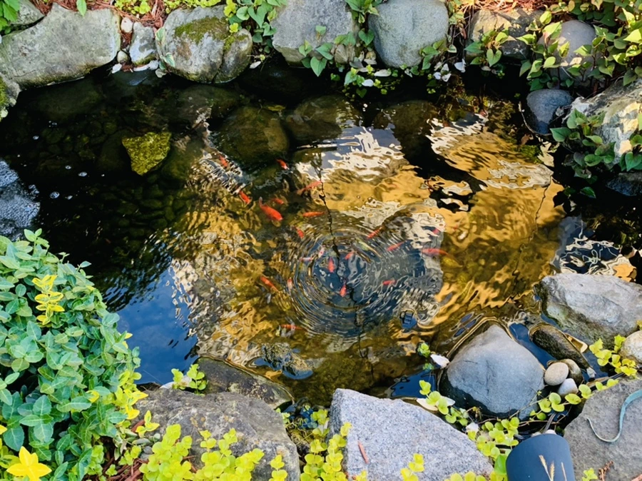 IMG_2136.jpg?type=w966