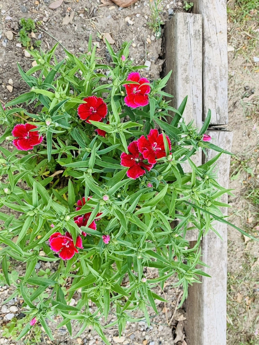 IMG_9011.jpg?type=w966