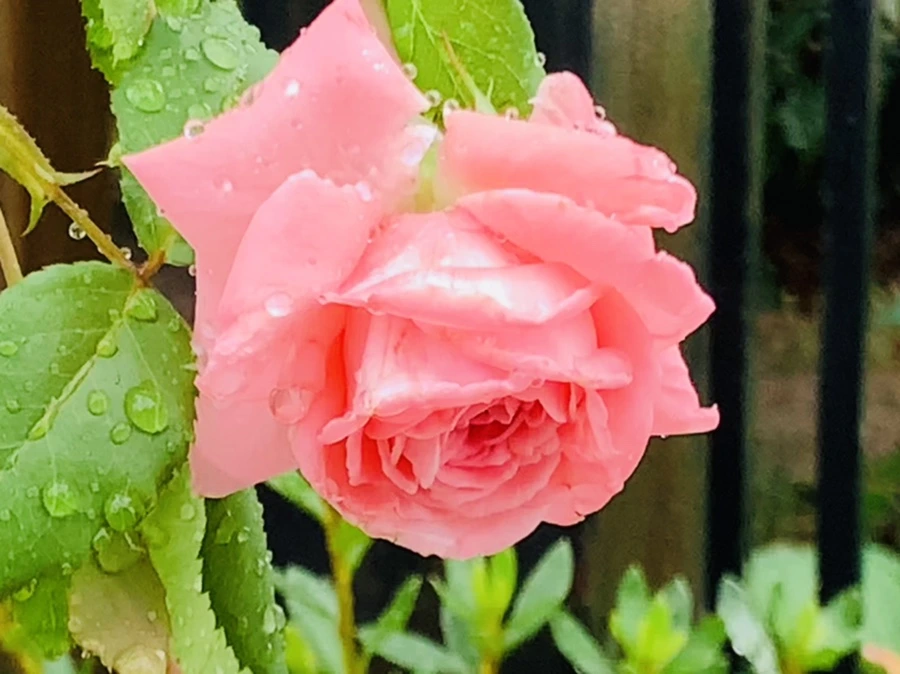 IMG_3747.jpg?type=w966