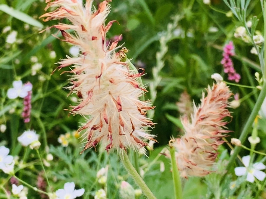 IMG_7259.jpg?type=w966