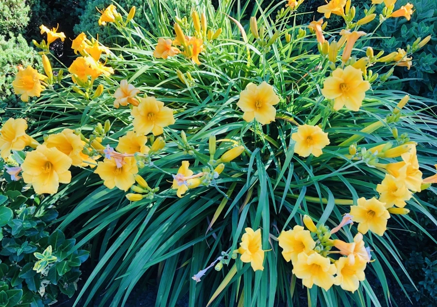 IMG_9105.jpg?type=w966