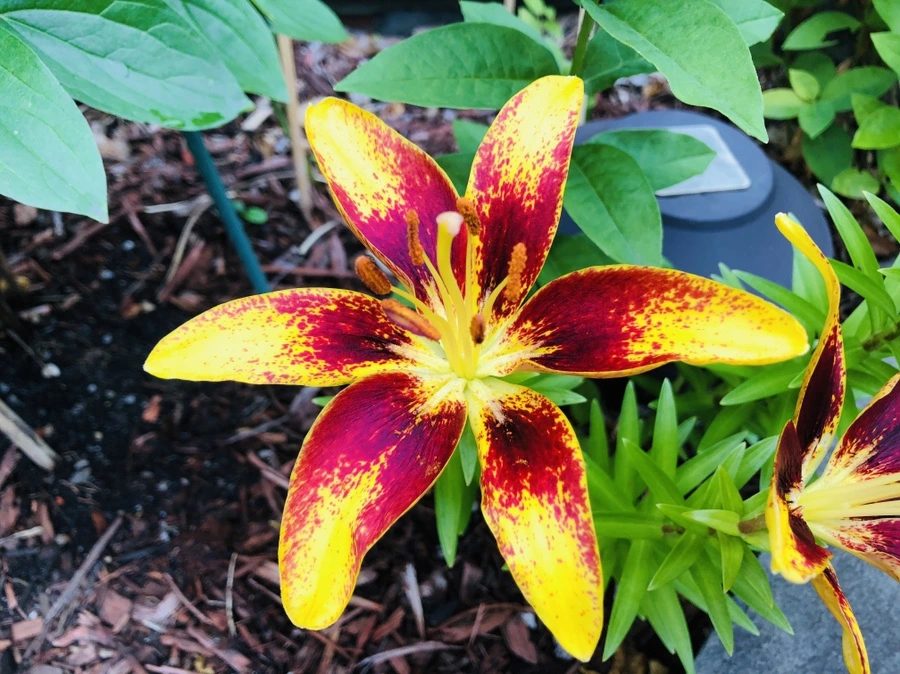 IMG_9509.jpg?type=w966