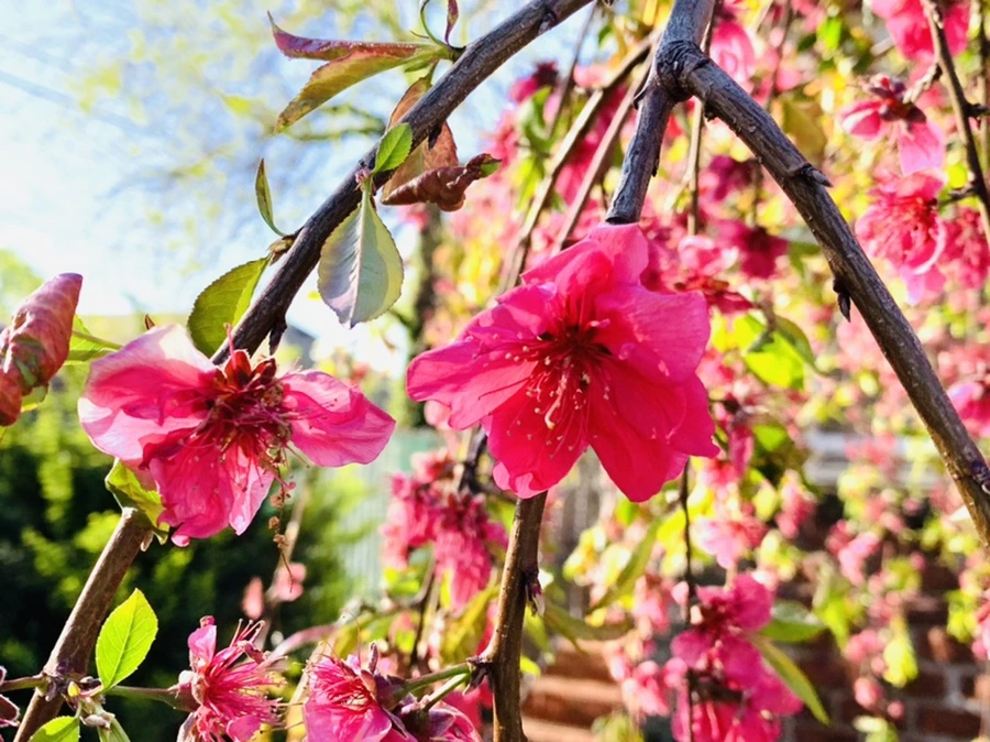 IMG_0373.jpg?type=w966