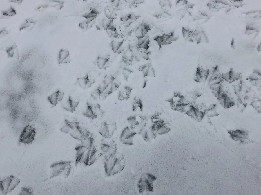 IMG_2576.jpg?type=w966