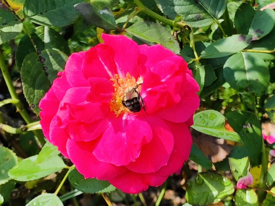 IMG_8488.jpg?type=w966