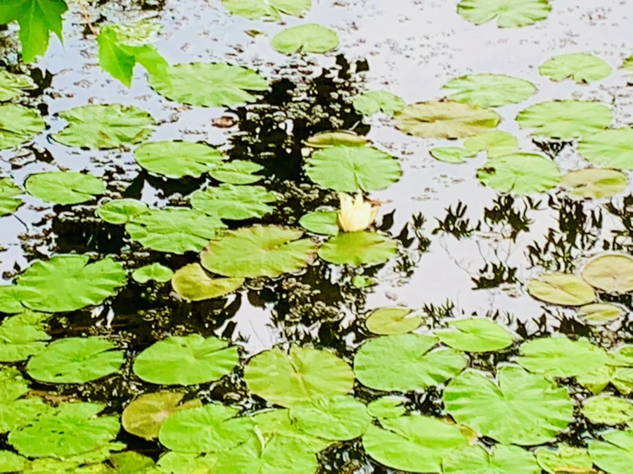 IMG_5153.jpg?type=w966