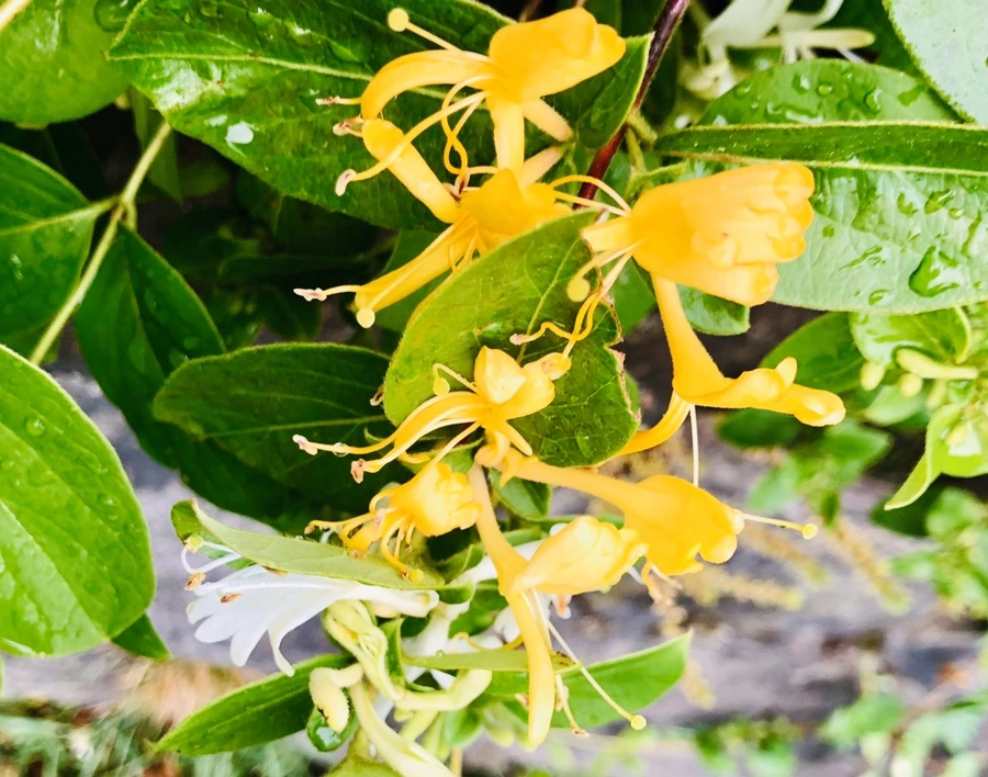 IMG_8184.jpg?type=w966