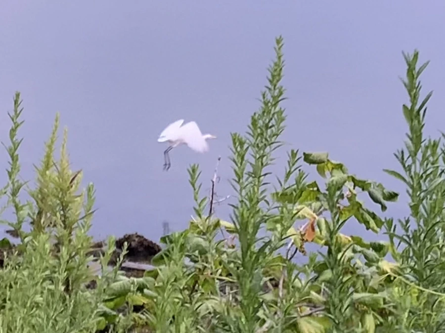 IMG_0597.jpg?type=w966