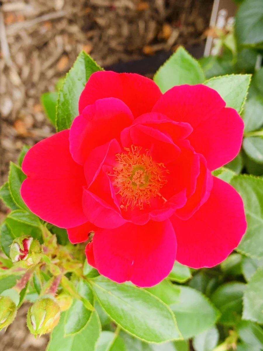 IMG_2676.jpg?type=w966