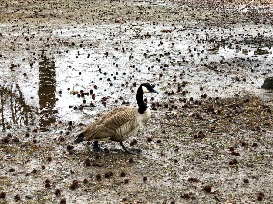 IMG_6546.jpg?type=w966