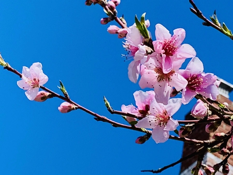 IMG_8182.jpg?type=w966