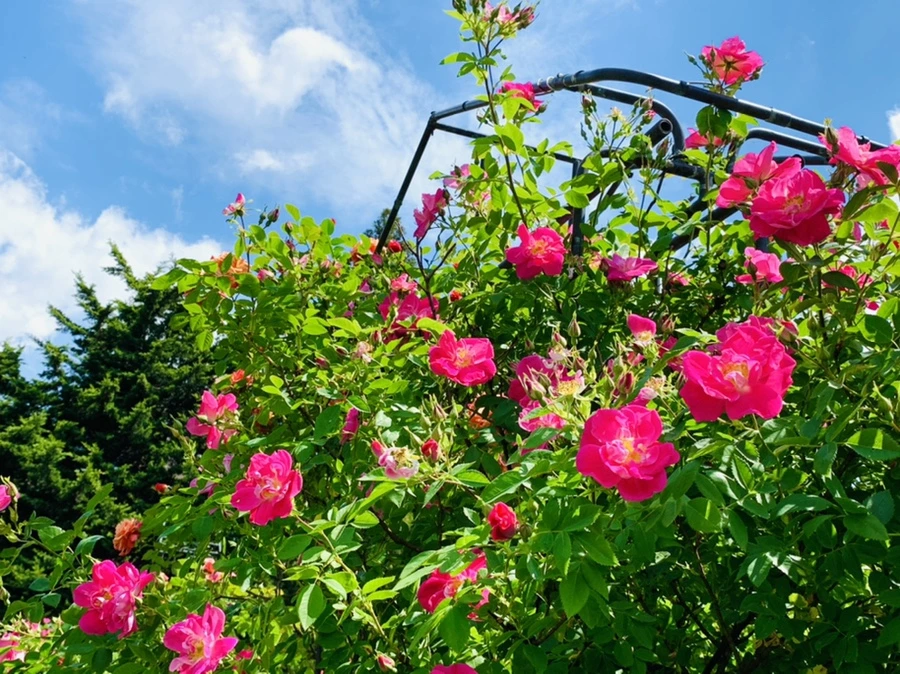 IMG_5864.jpg?type=w966