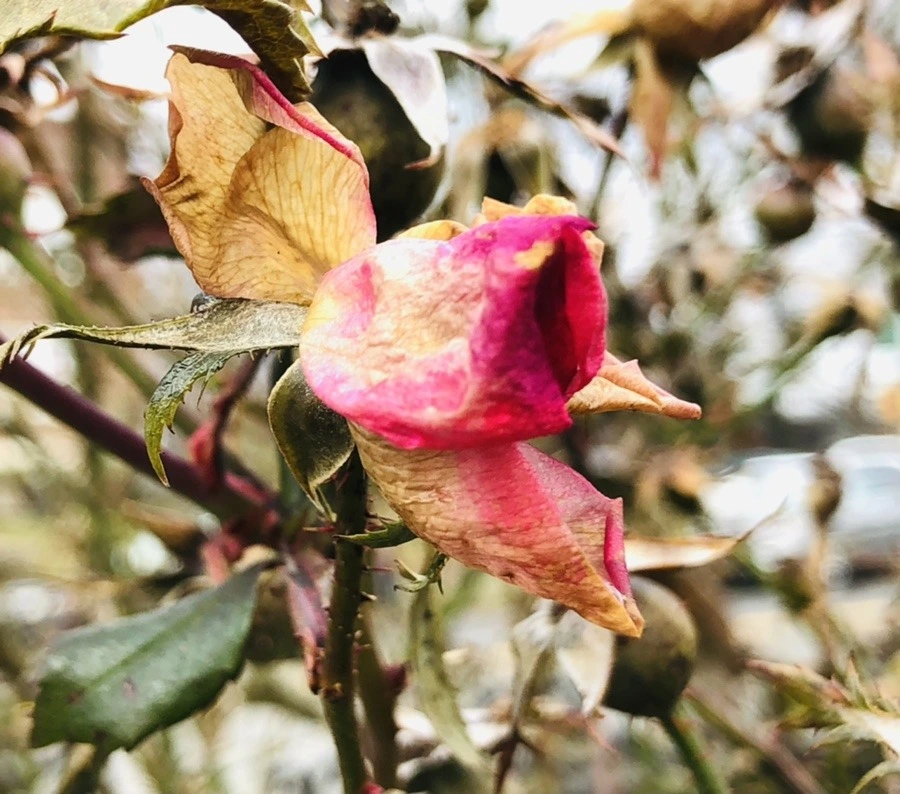 18o2MRW6XJgk5nWEV797BxL1uno