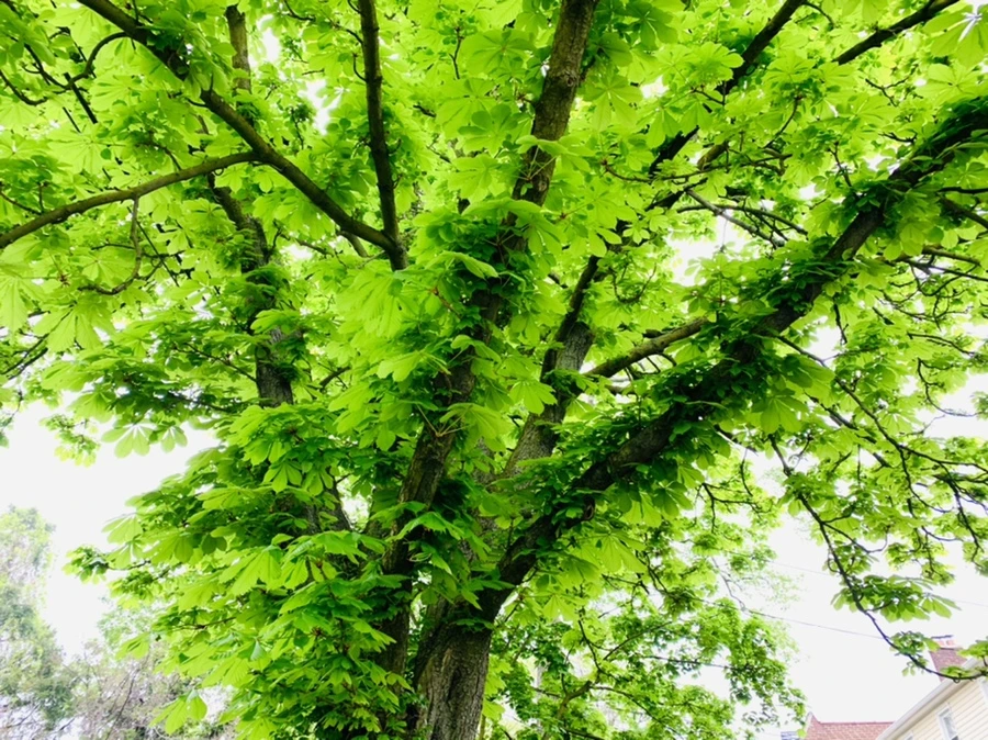 IMG_9715.jpg?type=w966