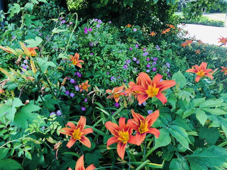 IMG_0005.jpg?type=w966